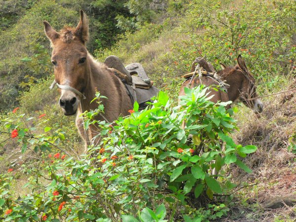 17- Les mules sur le chemin 